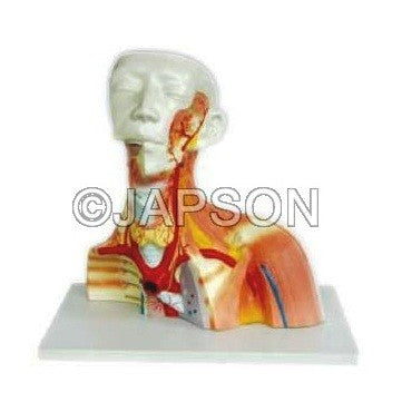 Model Of Human Cranial Cavity Head, Neck And Thorax Model Of Human Cranial Cavity Head, Neck And Thorax